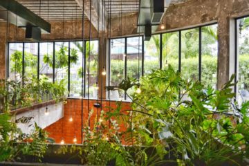 Blog - Waarom planten je gelukkig maken